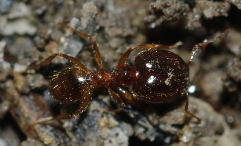 Pheidole pallidula scure